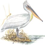 Кудрявый пеликан - Pelecanus crispus