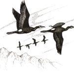 Большой баклан - Phalacrocorax carbo
