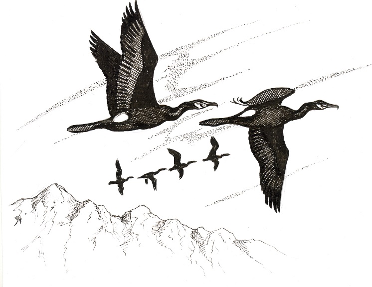 Большой баклан - Phalacrocorax carbo