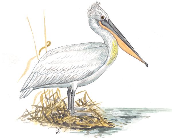 Бұйра бірқазан - Pelecanus crispus
