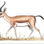 Джейран - Gazella subgutturosa
