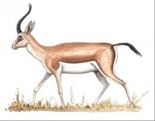 Джейран - Gazella subgutturosa