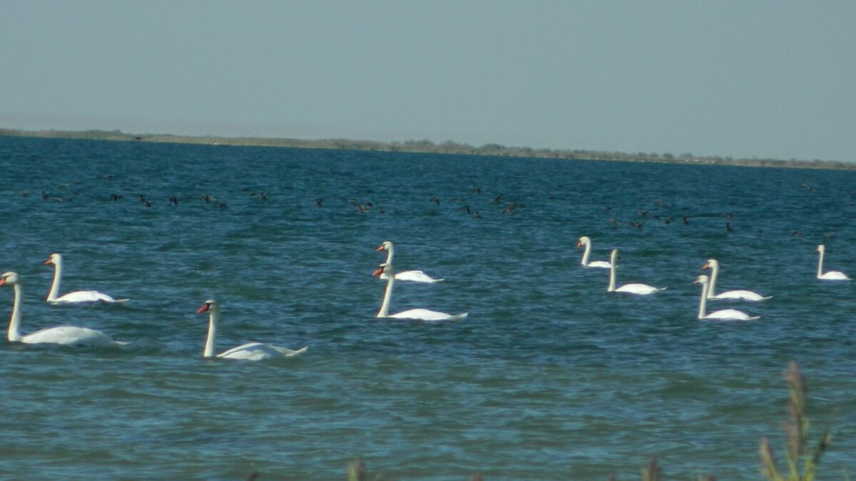Лебедь шипун – Cygnus olor
