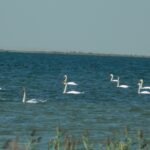 Лебедь шипун – Cygnus olor