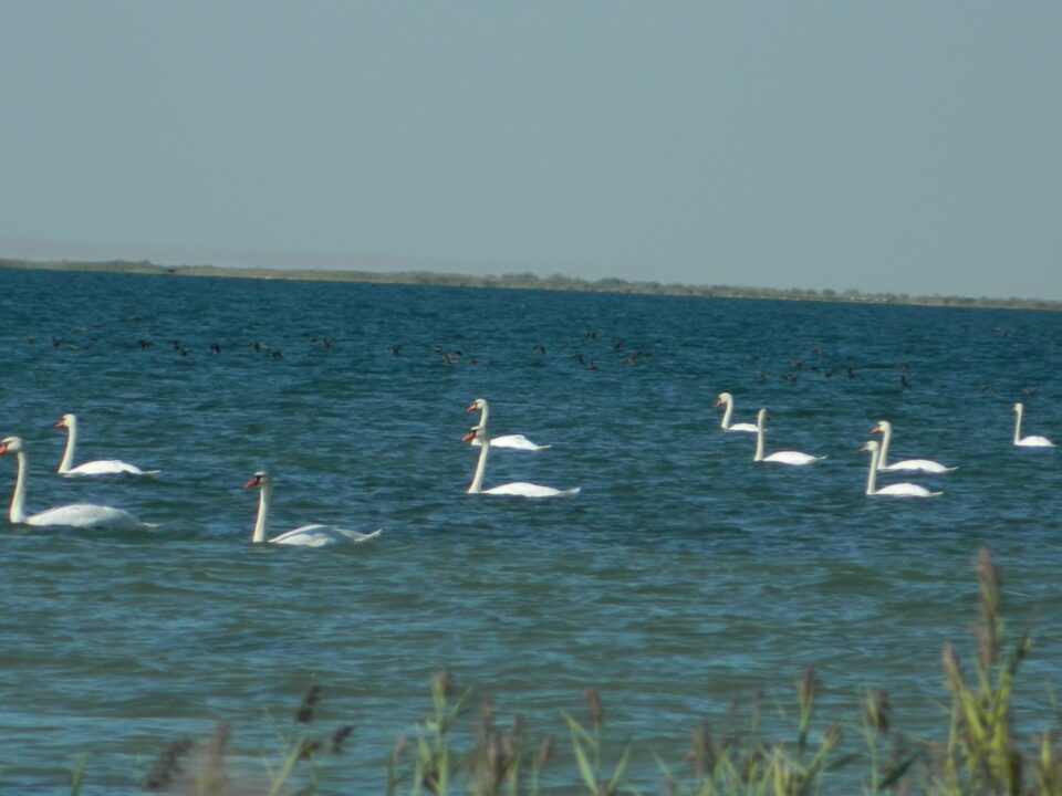 Сыбырлақ аққу - Cygnus olor