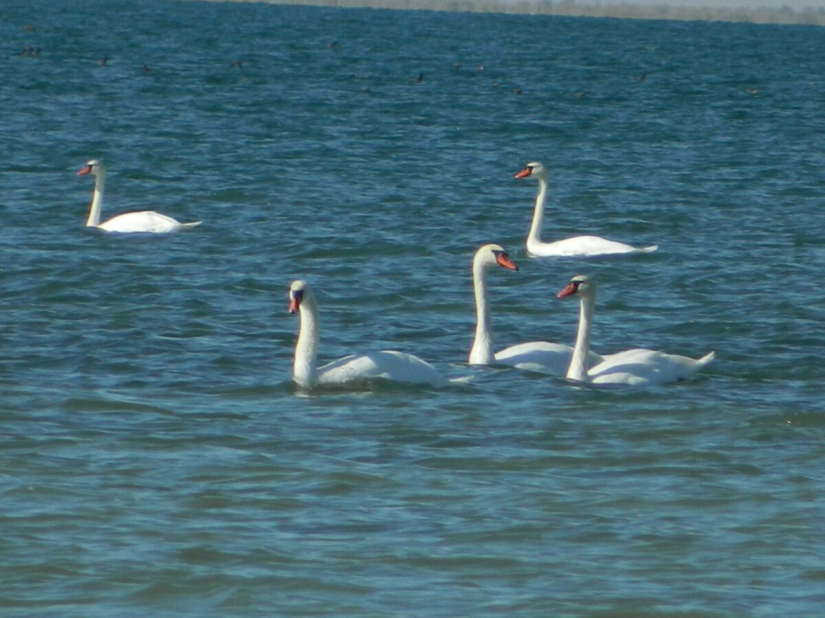 Лебедь шипун – Cygnus olor