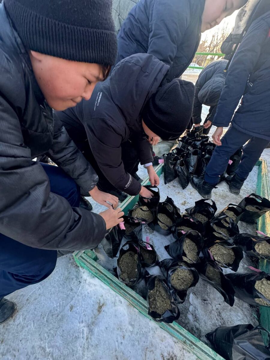 В Приаралье произведен посев семян саксаула с закрытой корневой системой на 1000 кустарников