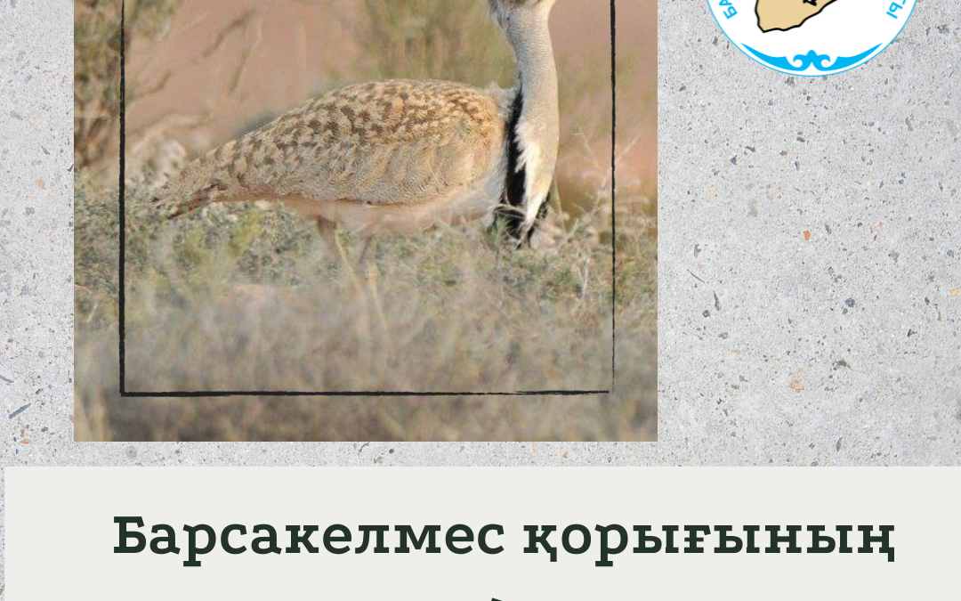 Джек - дрофа