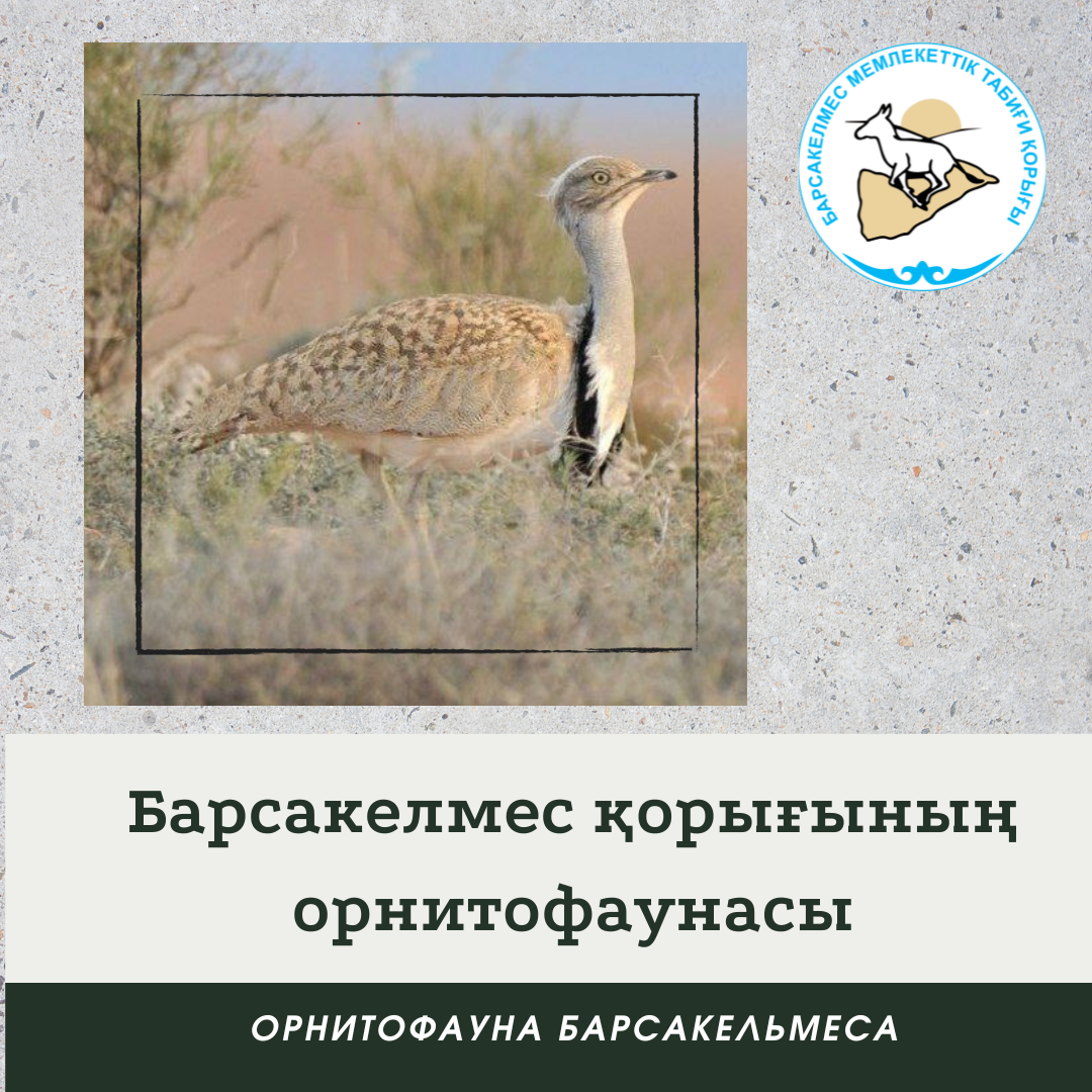 Джек - дрофа