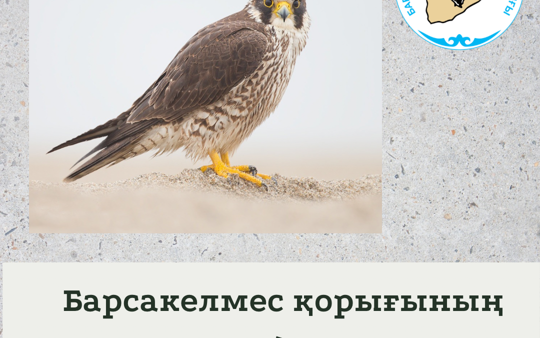 Лашын