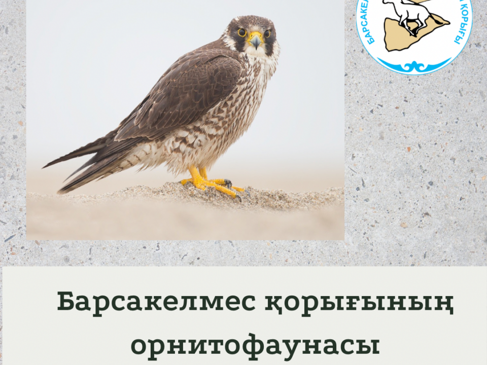 Лашын