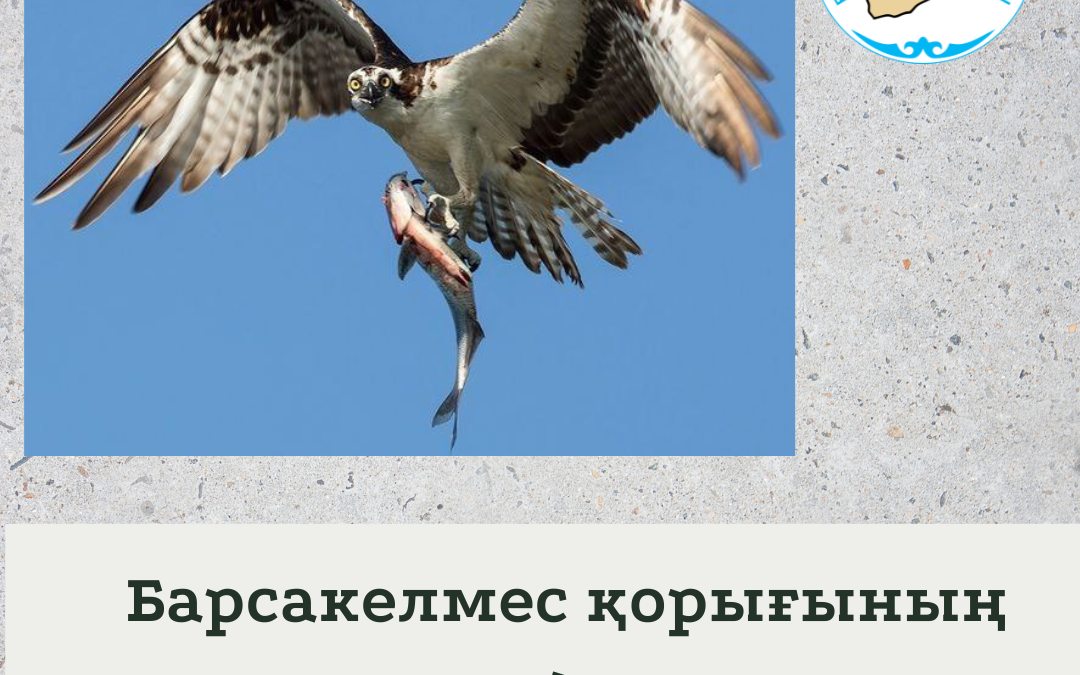Балықшы тұйғын