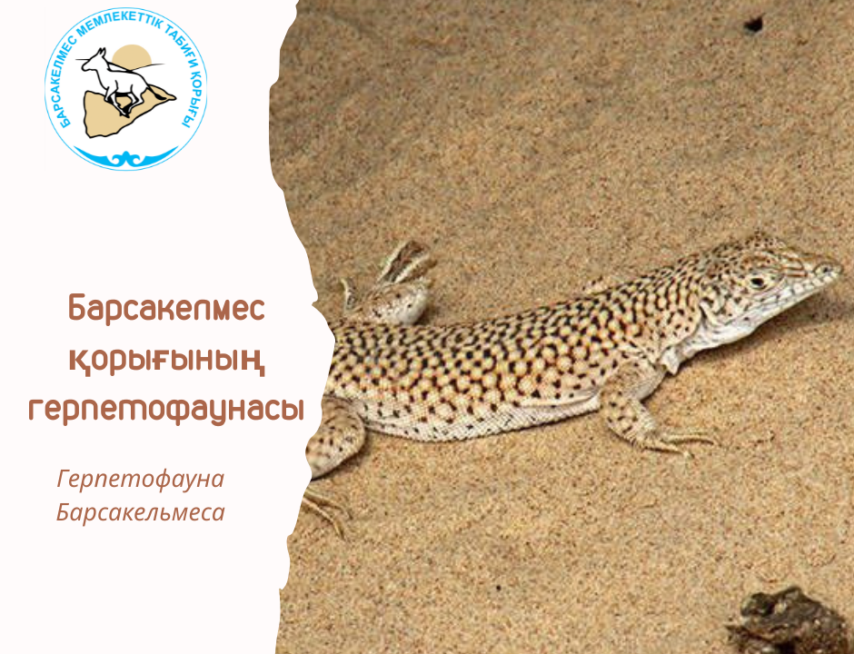 Торлы кесіртке