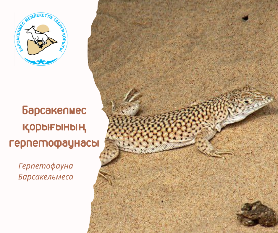Торлы кесіртке