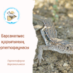 Жүйрік кесіртке