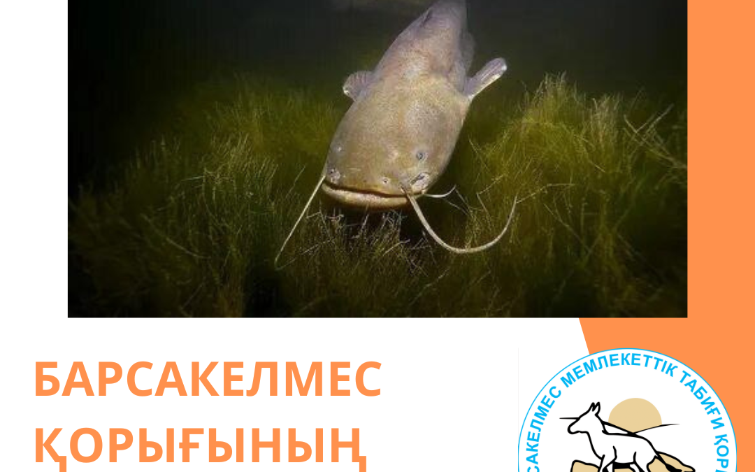 Жайын
