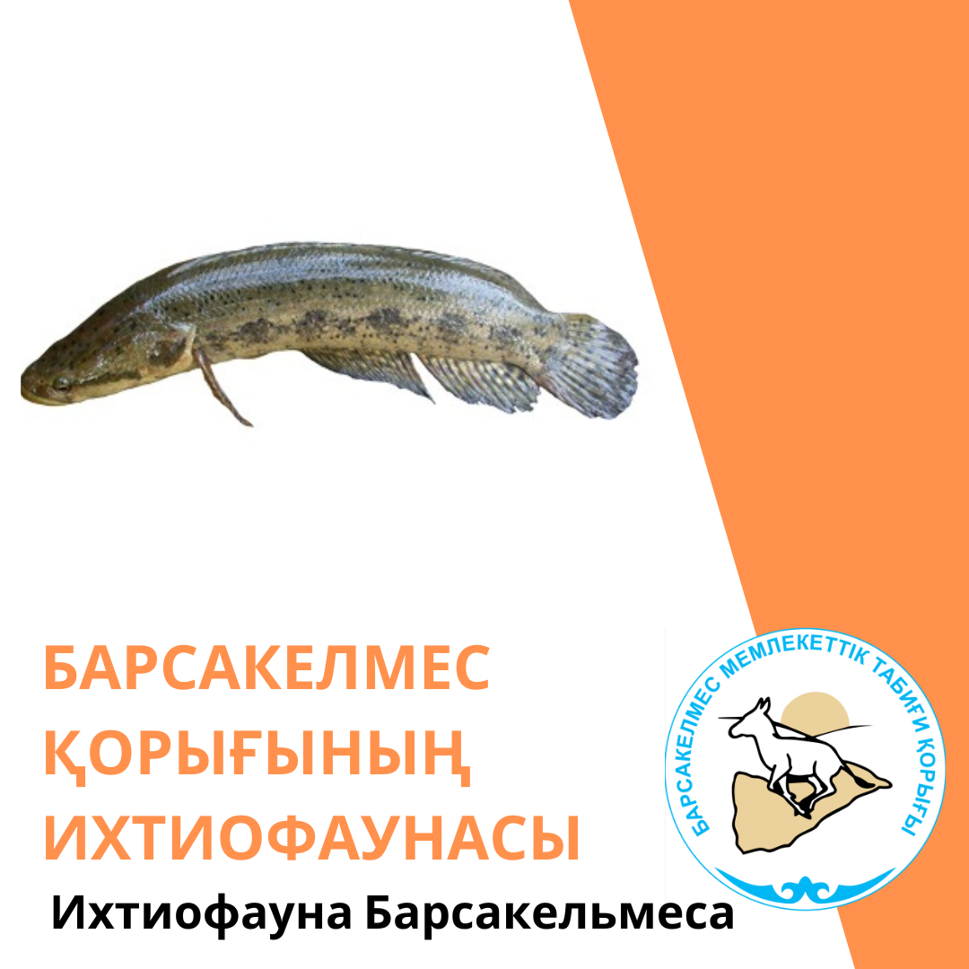 Жыланбас балық
