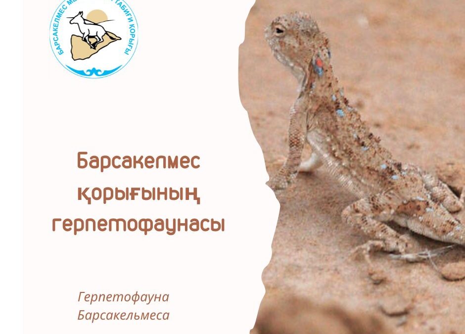 Такырная круглоголовка