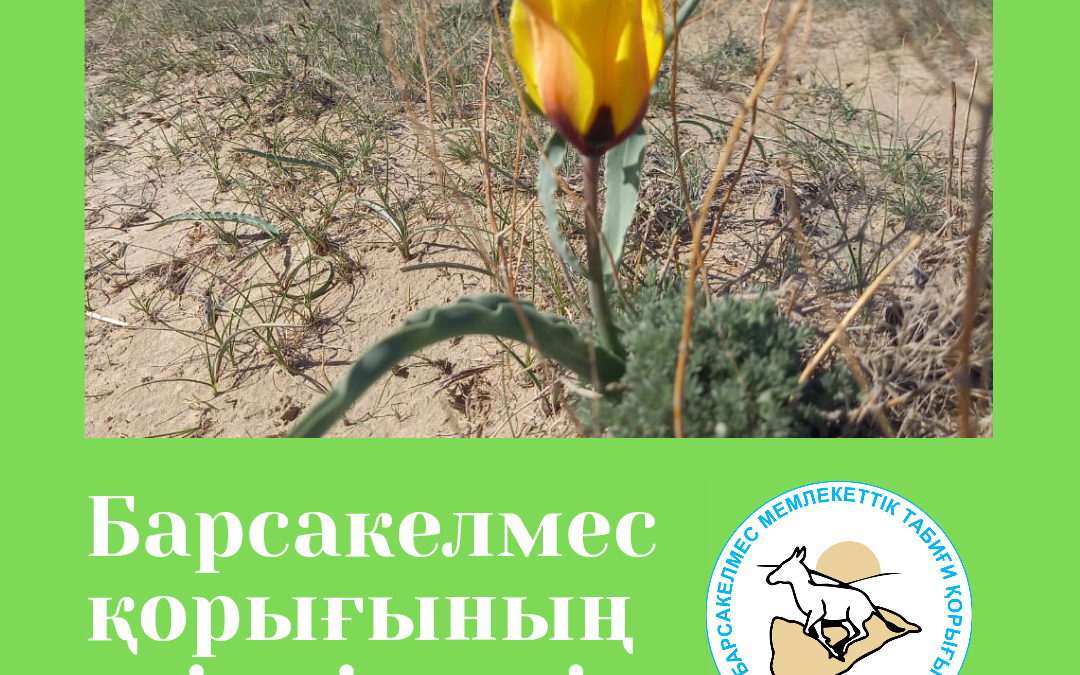Тюльпан Борщова (Tulipa borszczowii)