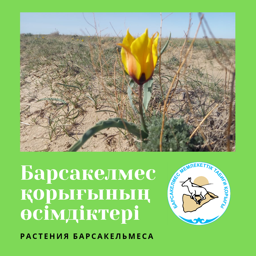 Тюльпан Борщова (Tulipa borszczowii)