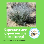 Полынь белоземельная - Artemisia terrae-albae