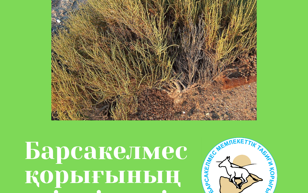 Сарсазан: особенности и распространение растения
