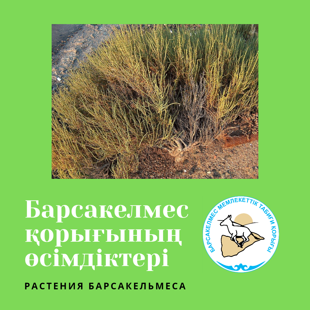 Сарсазан: особенности и распространение растения