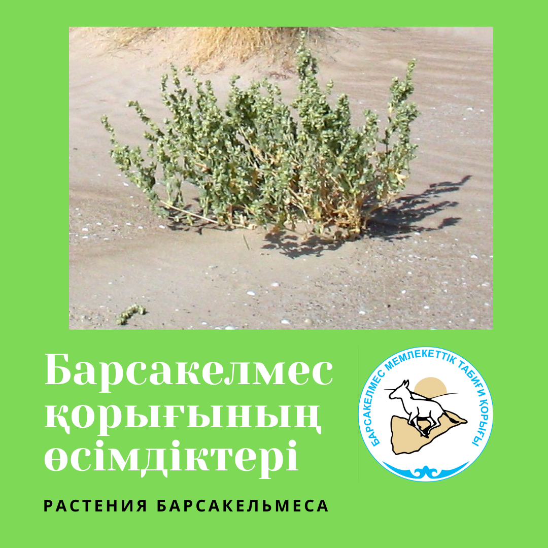 Лебеда Пратова - Atriplex pratovii