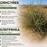 СЕЛИТРЯНКА - ВЫНОСЛИВОЕ РАСТЕНИЕ ПУСТЫНИ