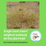 Верблюдка рыхлоцветная