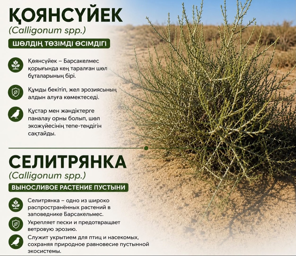 СЕЛИТРЯНКА - ВЫНОСЛИВОЕ РАСТЕНИЕ ПУСТЫНИ