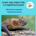 Двухцветный кожан