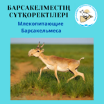 Сайга́к