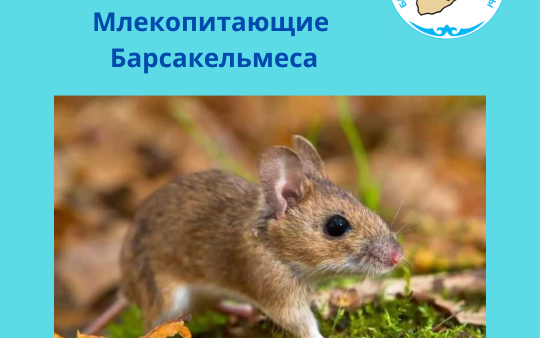 Краснохвостая песчанка