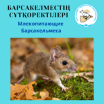 Краснохвостая песчанка