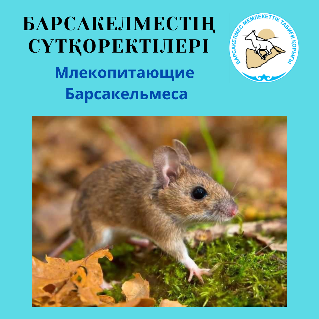 Краснохвостая песчанка
