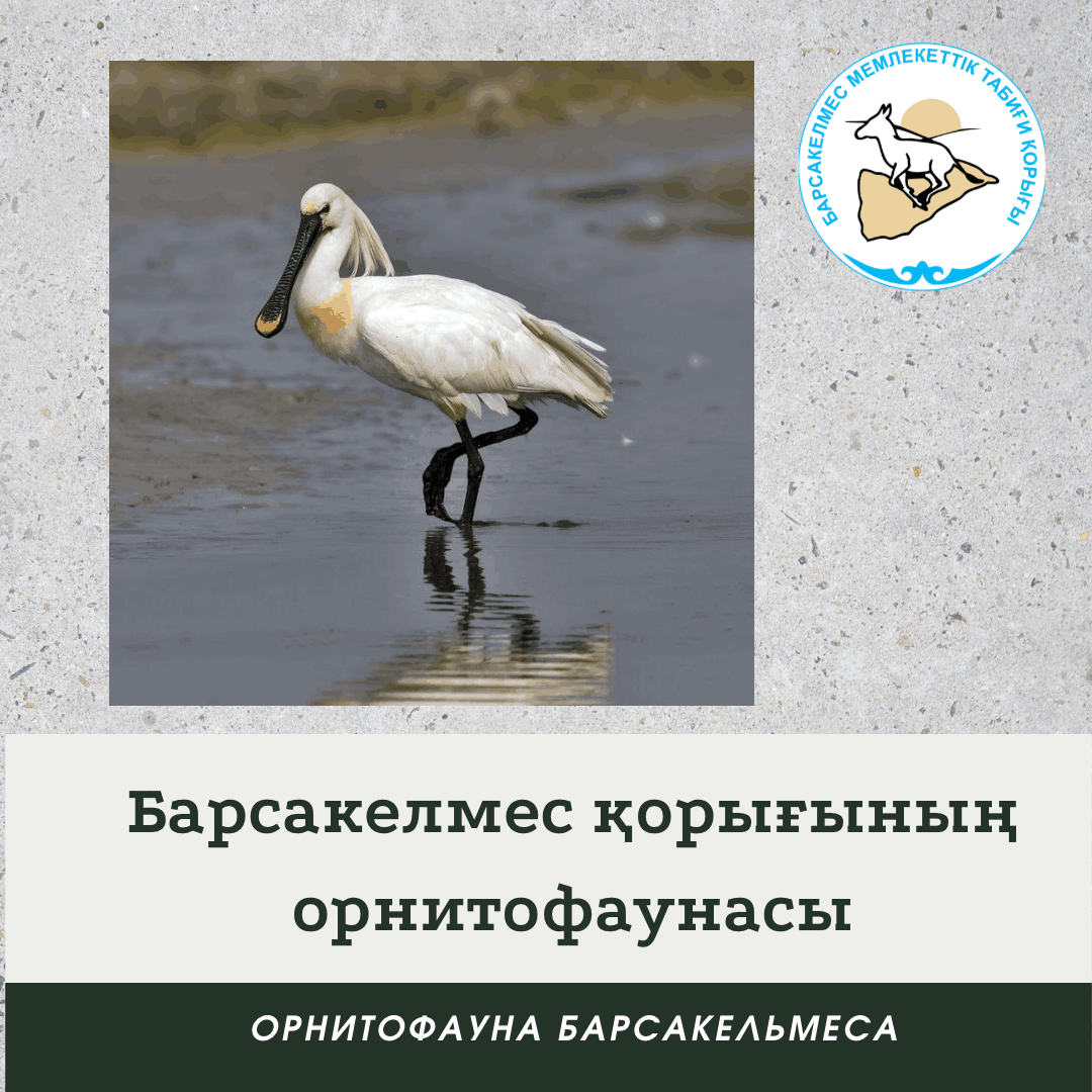 Обыкновенная колпица