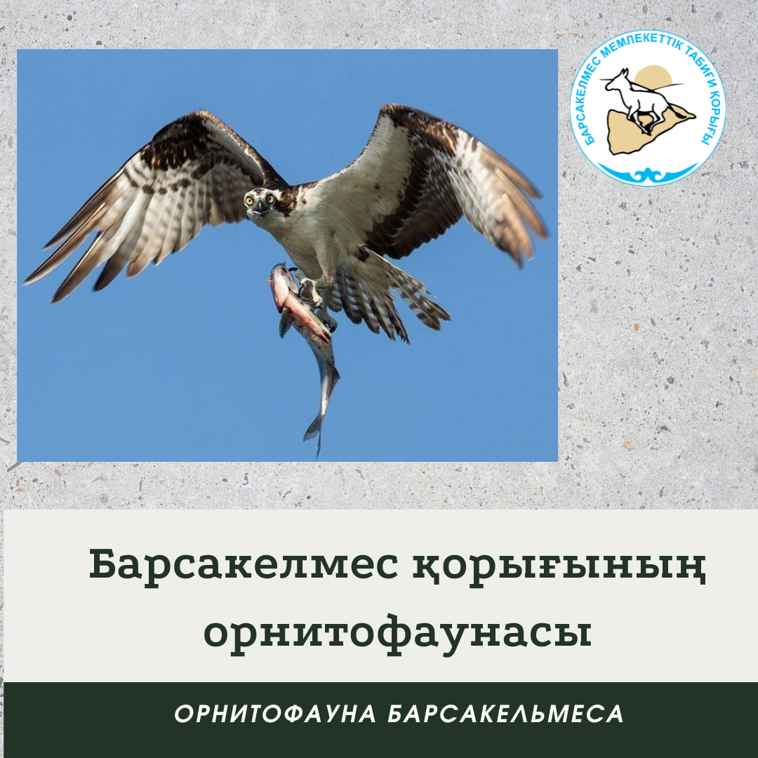 Скопа́