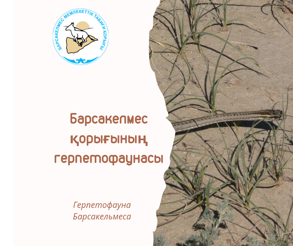 Стрела - змея