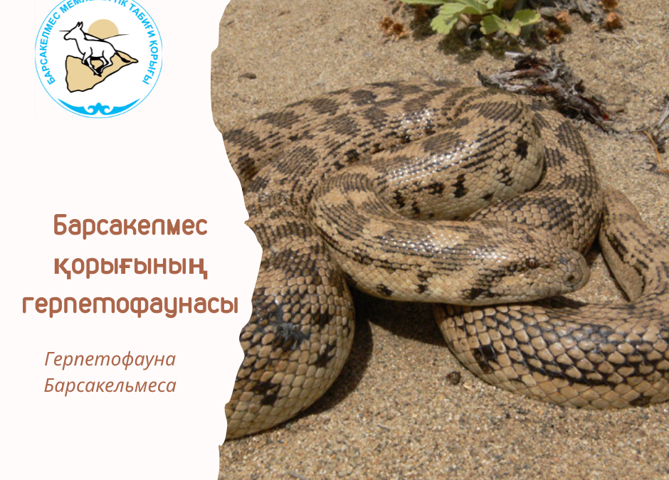 Восточный удавчик