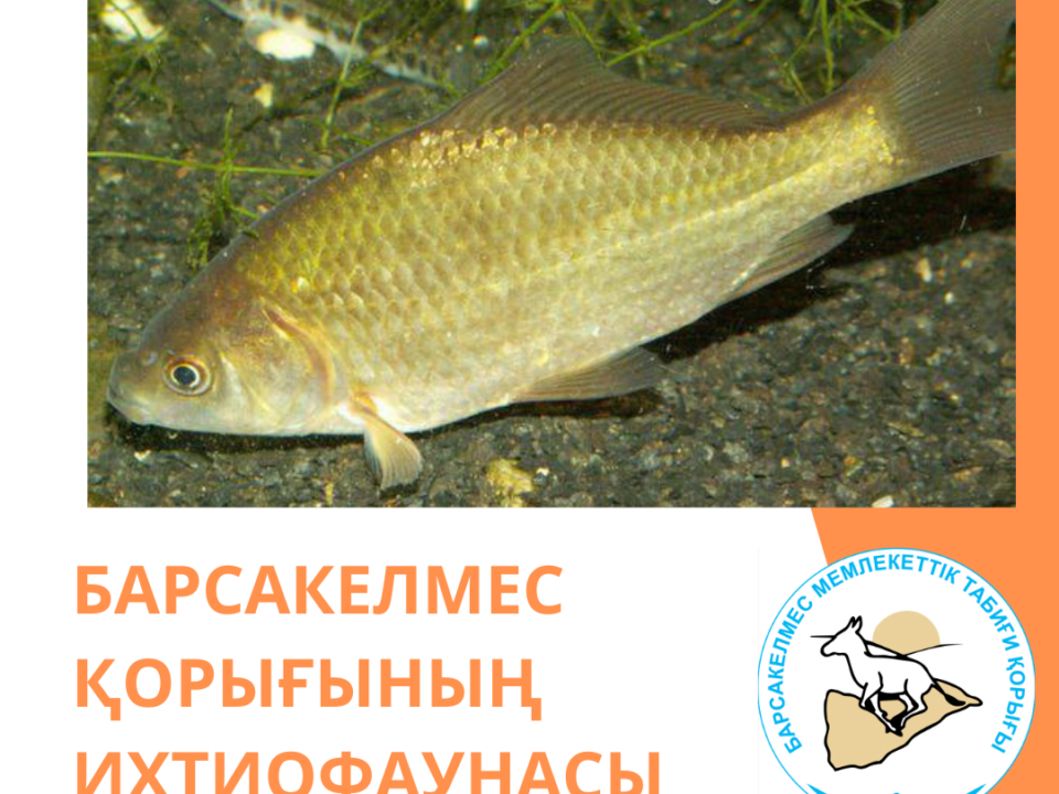 Сере́бряный кара́сь