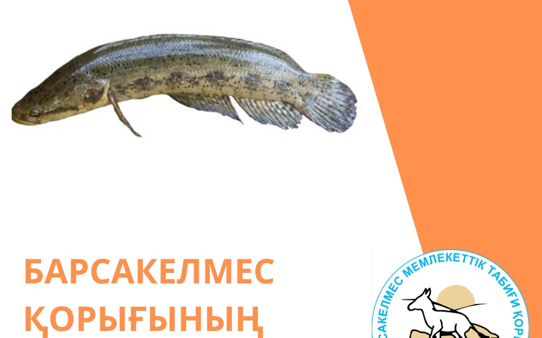 Рыба змееголов