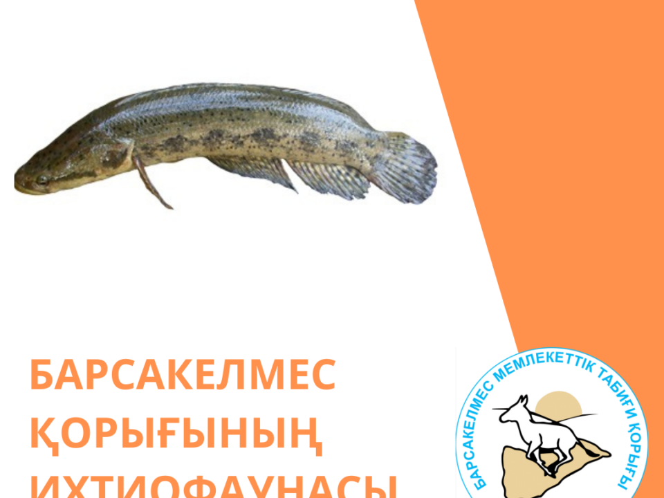 Рыба змееголов