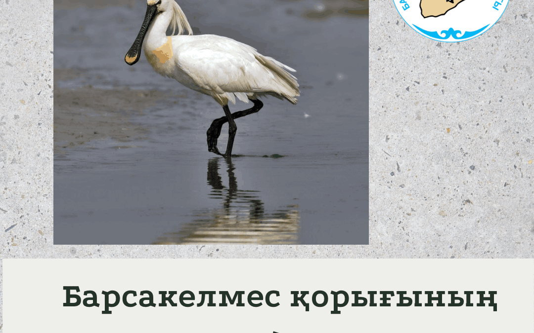 Обыкновенная колпица