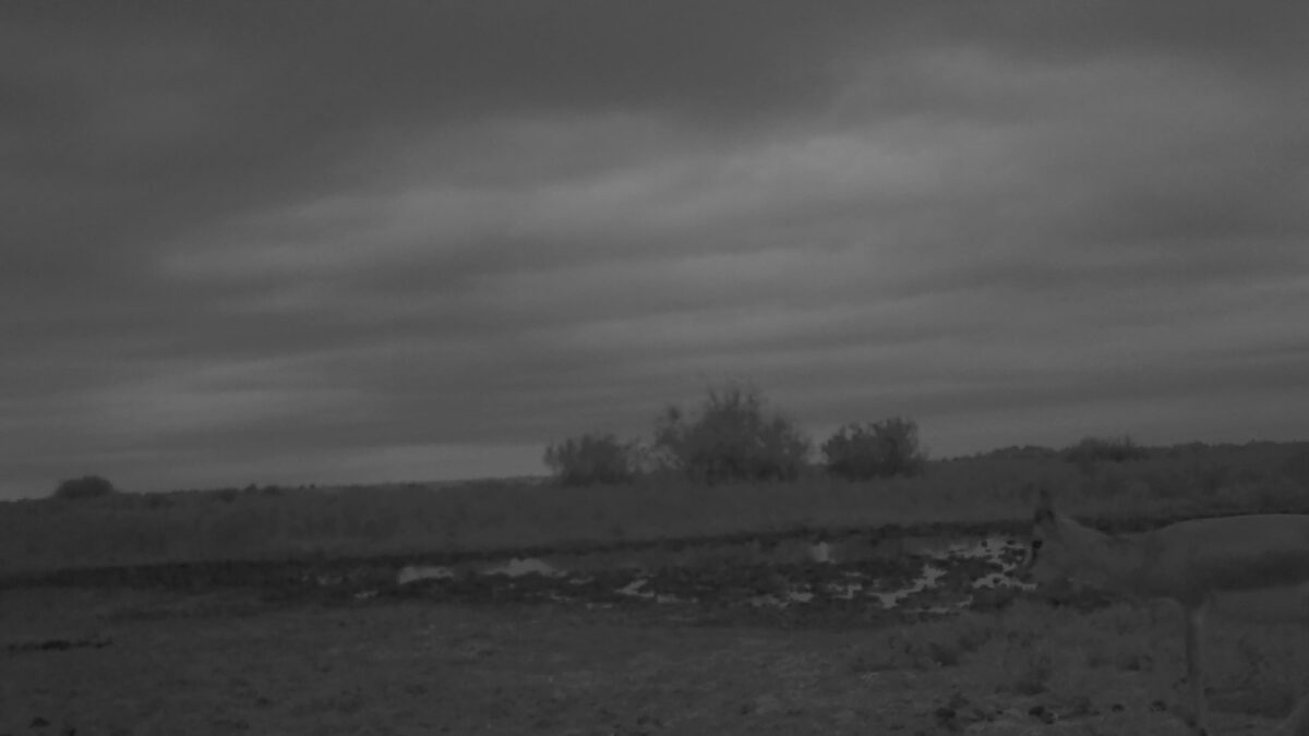 Қасқақұлан учаскесінде қарақұйрықтар фототұзаққа түсті