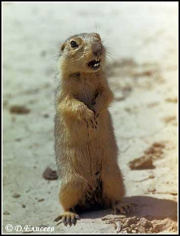 Саршұнақ Spermophilus fulvus