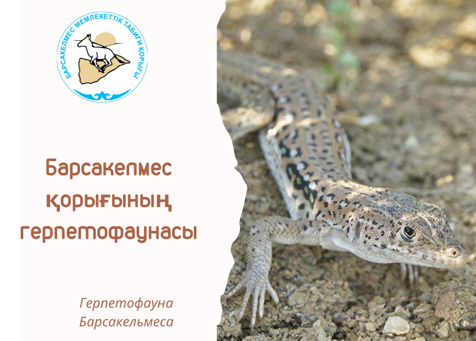 Быстрая ящерица