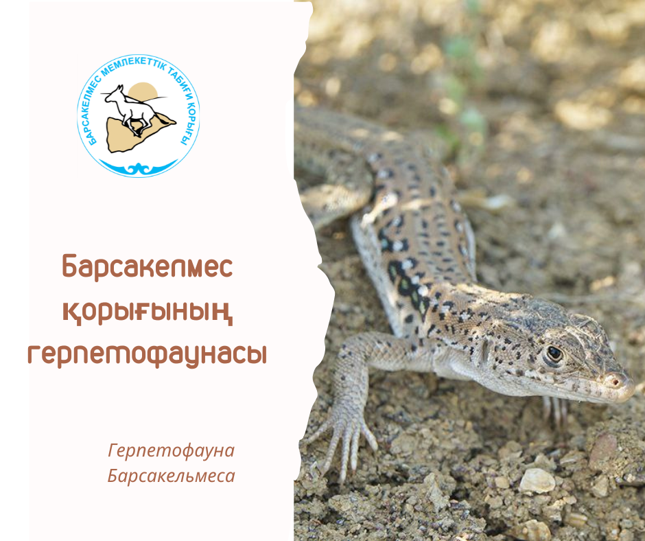 Быстрая ящерица