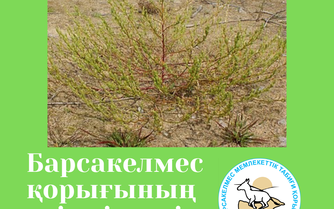 Верблюдка рыхлоцветная