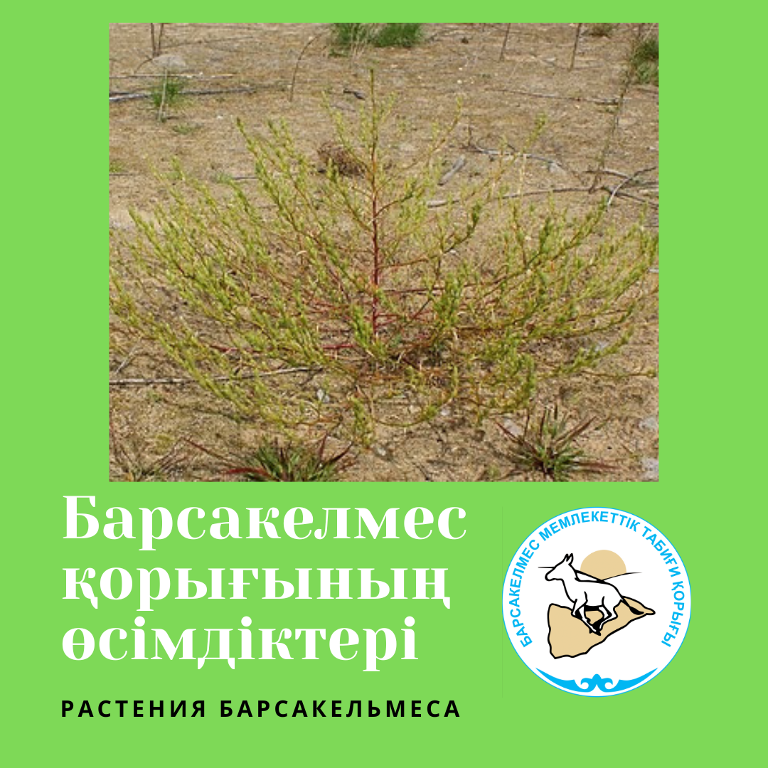 Верблюдка рыхлоцветная